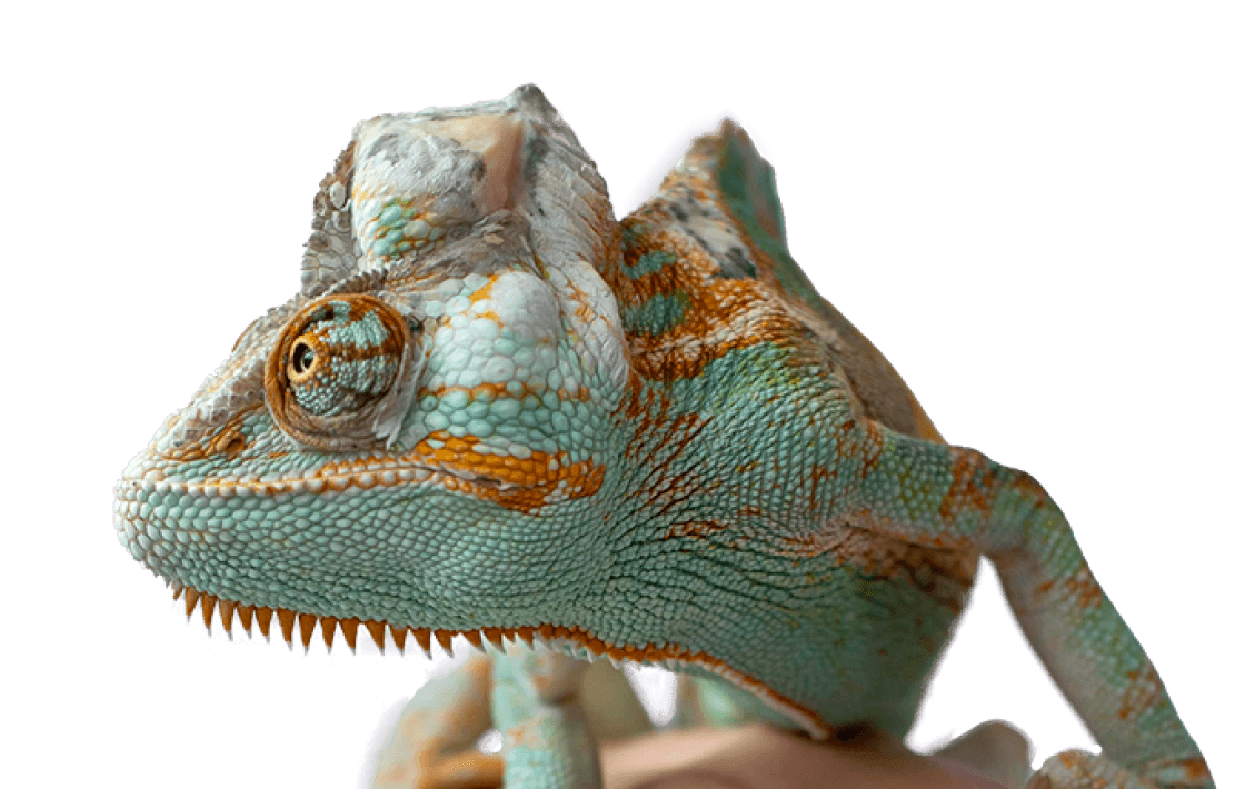 Blog Dudx Petz