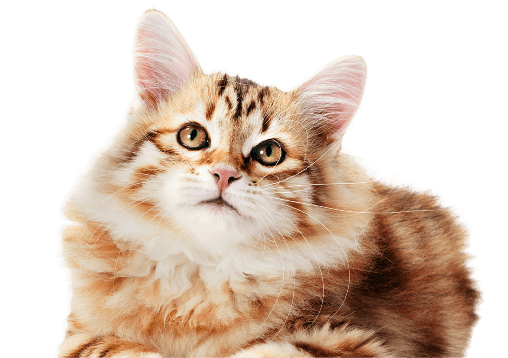 Galeria Dudx Petz