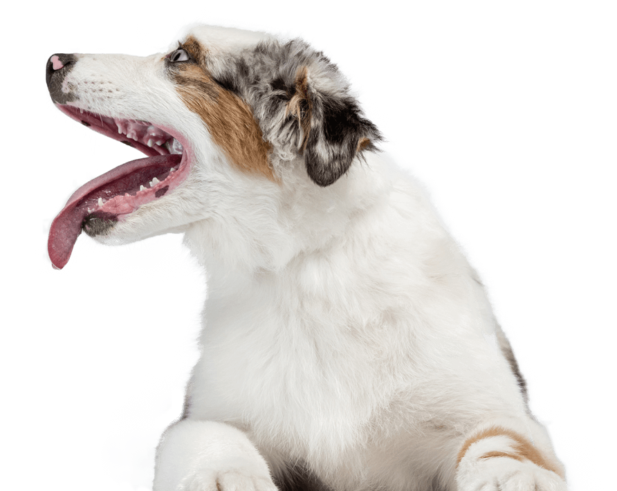 Blog Dudx Petz