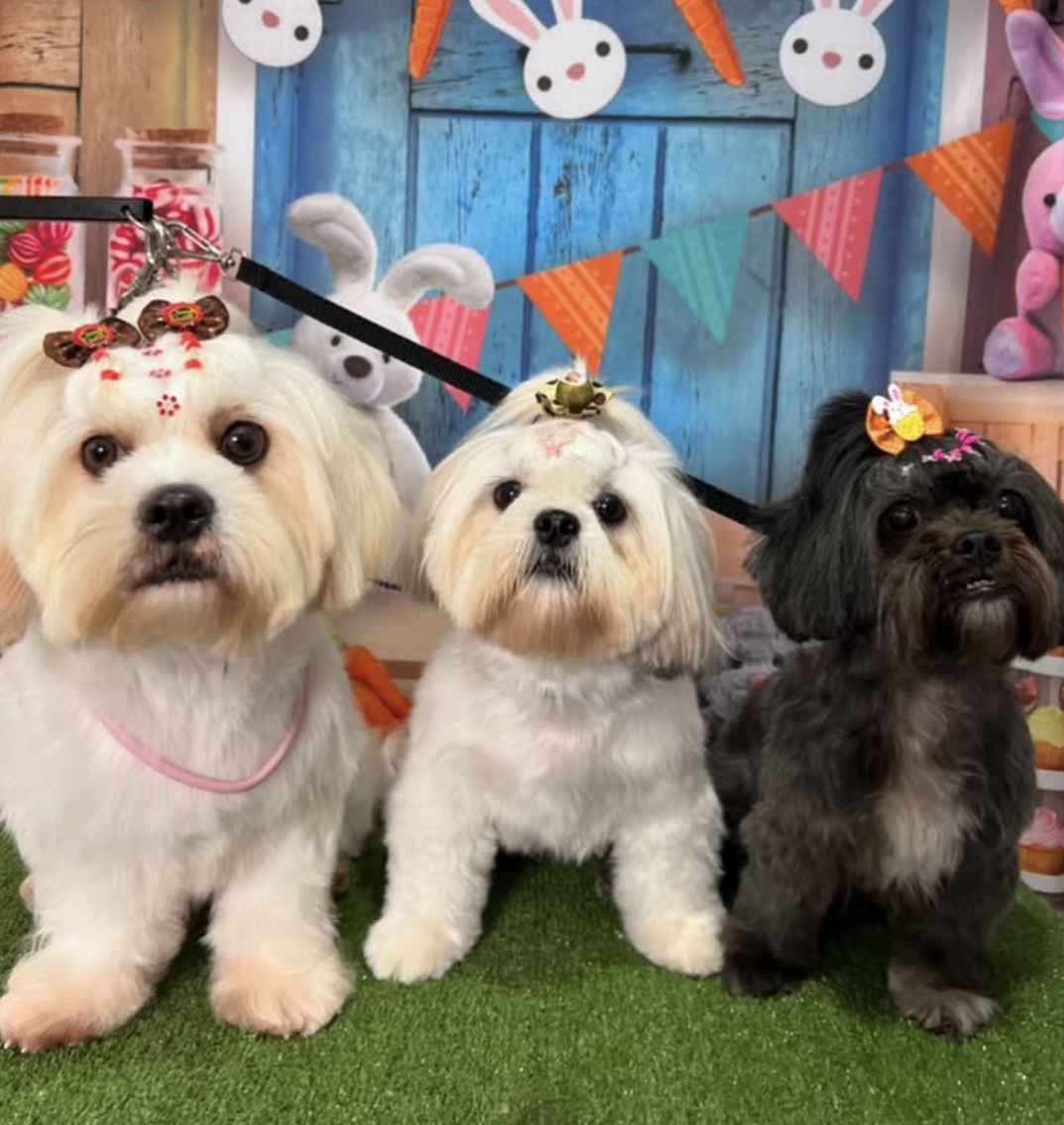 Cães em cenário decorado de Páscoa