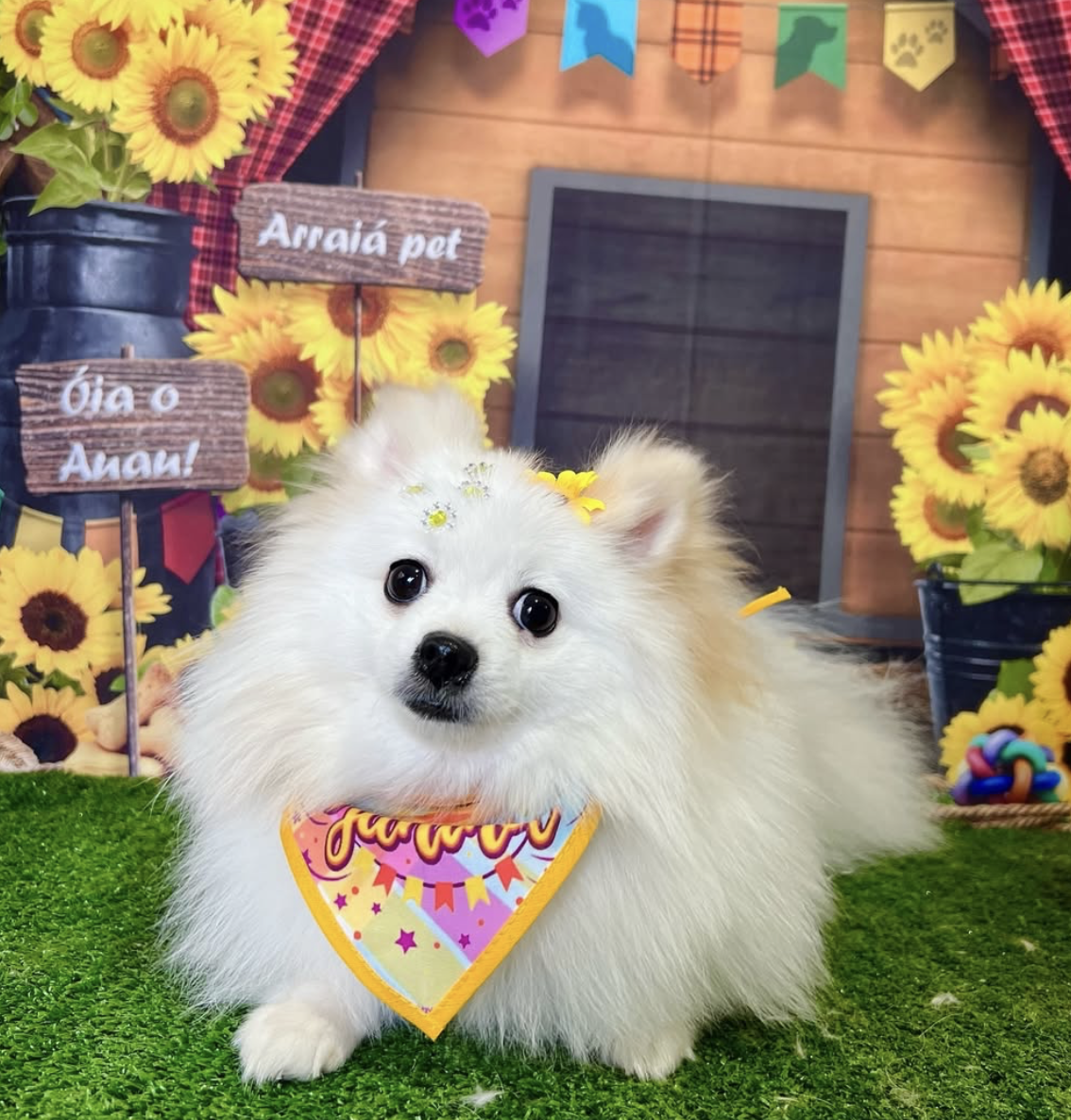 Spitz branco em cenário de arraiá pet