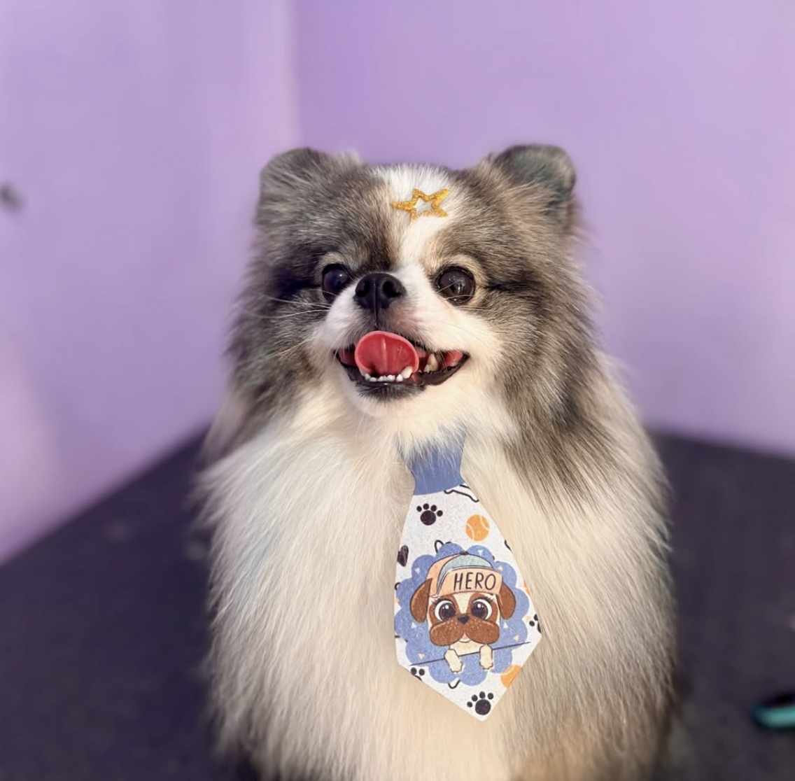 Spitz da pomerânia com acabamento lilás
