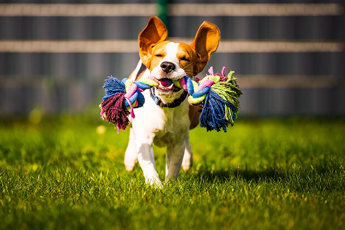 13 dicas para uma rotina saudável com seu cachorro